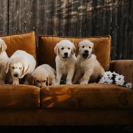 Golden Retriever Puppies from Rosemary Goldens