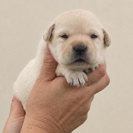 Bliss - Yellow female Labrador Retriever puppy in Roaring Spring, Pennsylvania from Briar Hill Labradors PA 12145