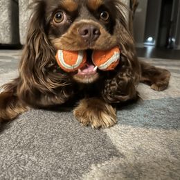 Gizmo - Cavalier King Charles Spaniel