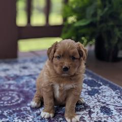 Girl 1 - Red female Nova Scotia Duck Tolling Retriever puppy in Tom's Brook, Virginia from rising sun duck tollers