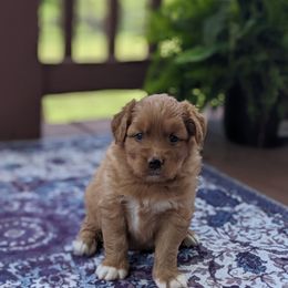 Girl 1 - Red female Nova Scotia Duck Tolling Retriever puppy in Tom's Brook, Virginia from rising sun duck tollers