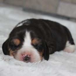 Solo - Black tan and white male Beagle puppy in Morrill, Kansas from Kelle Beagles
