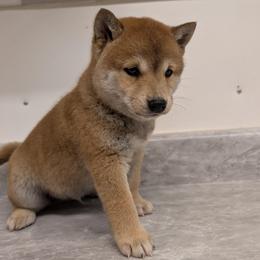 Ash - Red male Shiba Inu puppy in Warren County, New Jersey from Yellow Gate Kennel