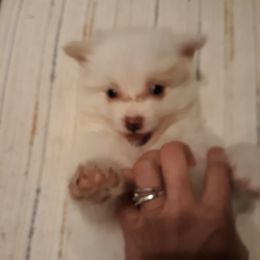 Pomeranians from Keisha Belcher's Pomeranians
