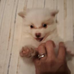 Pomeranians from Keisha Belcher's Pomeranians