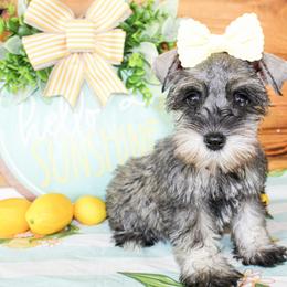Darla - Salt and pepper female Miniature Schnauzer puppy in Antlers, Oklahoma from Rocking H