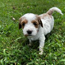 Louisa Mae - Parti female Goldendoodle puppy in China Grove, North Carolina from Lasting Legacy Family Dogs