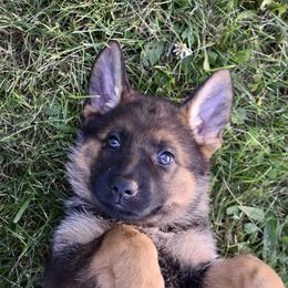 German Shepherds from Silver Spruce Shepherds LLC