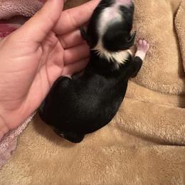 Charming - Black and white male Chinese Crested puppy in Fort Myers Beach, Florida from Posh Poodles & Chinese Cresteds