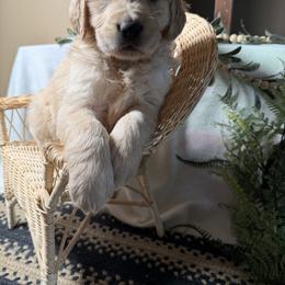 Prada - Golden female Golden Retriever puppy in Lynn, Indiana from Four Seasons