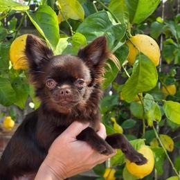 Aria - Chihuahua