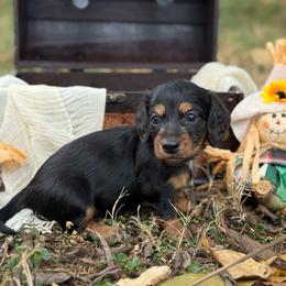 Black and Tan - Black and tan female Dachshund puppy in Nashville, Arkansas from Whisenhunt Farms