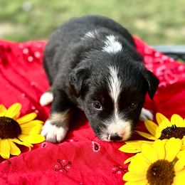 Briar Jean - Black tri female Miniature American Shepherd puppy in Bayard, Nebraska from Puppies by Alies