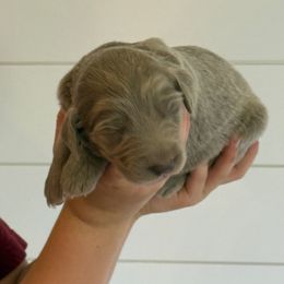 Silver girl 1 - female Long Haired Weimaraner puppy in Lancaster, Kentucky from Heavy Hollow Farm