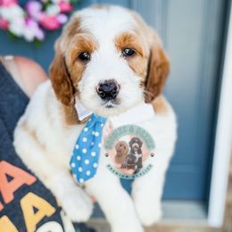 Chocolate Chip - Parti male Goldendoodle puppy in Marion, Ohio from Doodles & Doxies