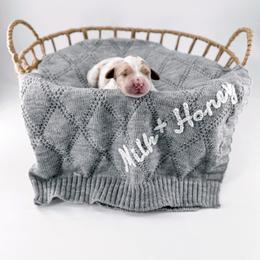 Patch - Parti male Goldendoodle puppy in Jamestown, Kentucky from Milk & Honey Doodles