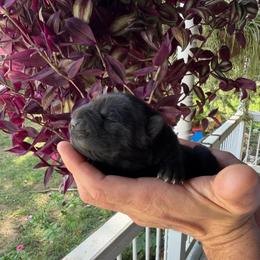 Binx - Black female Chinese Shar-Pei puppy in Auburn, Kansas from Justin's Chinese Shar-Pei