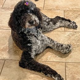 Marley - Goldendoodle