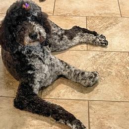 Marley - Goldendoodle