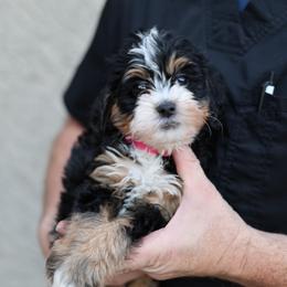 Mozarella (Rose) - Tri-color female Bernedoodle puppy in Surprise, Arizona from Huckleberry Doodles