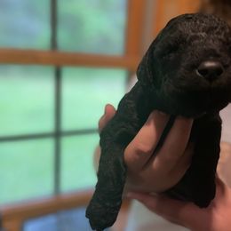 Goldendoodle Puppies from Island Doodles of Maine