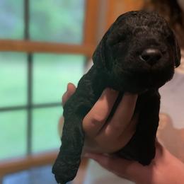 Goldendoodle Puppies from Island Doodles of Maine