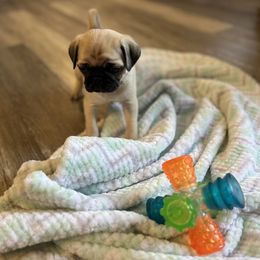 Boy 1 - Fawn male Pug puppy in Carver, Massachusetts from South Shore Pugs