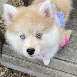 Pomsky and Siberian Husky Puppies from Pine and Sea Pomskies
