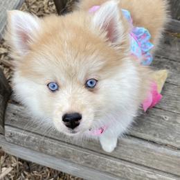 Pomsky and Siberian Husky Puppies from Pine and Sea Pomskies