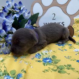 Coco - Blue and tan female Dachshund puppy in Waseca, Minnesota from Dragonfly Doxies