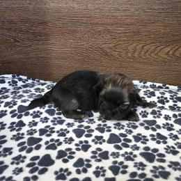 Boy 1 - Brindle male Shih Tzu puppy in Meadows Of Dan, Virginia from Walt’s Shih Tzus