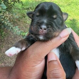 Maple - Black and gold female Yorkshire Terrier puppy in Eure, North Carolina from Cutie Patootie Paws