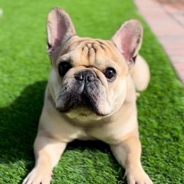 Chai - French Bulldog