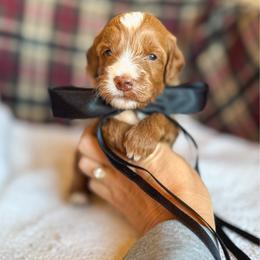 Bridgestone - Red  male Goldendoodle puppy in New Harmony, Indiana from Cottonwood Farms