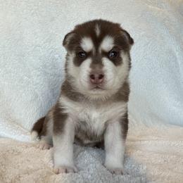 Bria (Fusia) - Red and white female Siberian Husky puppy in Ellijay, Georgia from Appalachian Siberians LLC