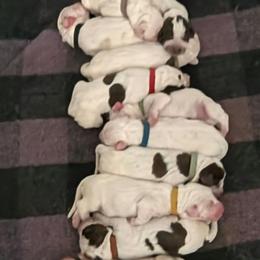 Boy 3 - White male Spinone Italiano puppy in Kent County, Delaware from Ilvolare Spinone