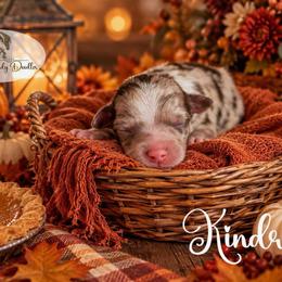 Kindred - Red merle male Aussiedoodle puppy in Roebuck, South Carolina from Dani's Dandy Doodles