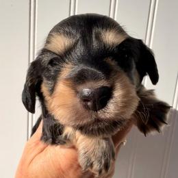 Black and cream female purple - Black and cream female Dachshund puppy in Nampa, Idaho from Long_and_Low_Dachshunds