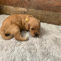 Wren - Apricot female Goldendoodle puppy in Haddam, Kansas from Golden B Acres