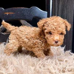 Maple - Sable female Bernedoodle puppy in Tyner, Kentucky from Good Dog Doodles