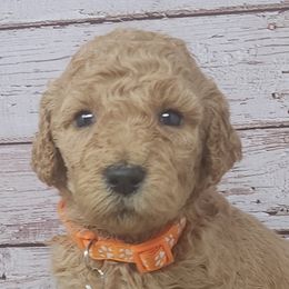 Nala - Apricot Poodle puppy in Selinsgrove, Pennsylvania from Poodle Paws and Puppies