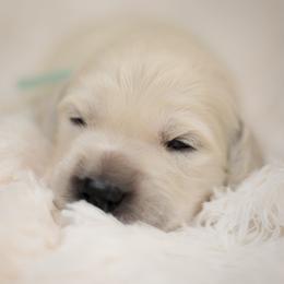Mr Mint - Light golden male Golden Retriever puppy in Hayward, California from East Bay Golden Retrievers