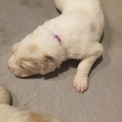 Purple Collar Girl - White female Great Pyrenees puppy in Bon Aqua, Tennessee from Joel's Farm LLC