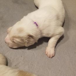 Purple Collar Girl - White female Great Pyrenees puppy in Bon Aqua, Tennessee from Joel's Farm LLC