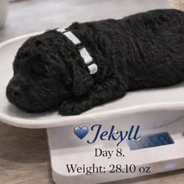 Jekyll- Solid Black Pure Poodle, Smaller Standard Poodle - Black male Poodle puppy in Sacramento, California from Robinsnest Poodles