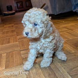 Sunnie Dee - Buff and white female Cockapoo puppy in Sunset, Louisiana from Cano Cockapoos