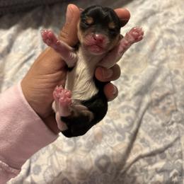 Whisky - Black and tan female Yorkshire Terrier puppy in Fredericksburg, Virginia from VA Exclusive Yorkies