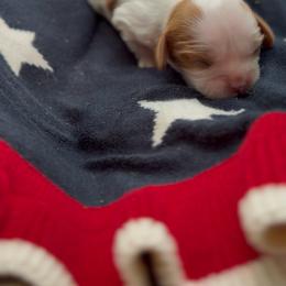 Teddy - Blenheim male Cavalier King Charles Spaniel puppy in Edmond, Oklahoma from Little Acorn Cavalier