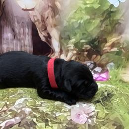 Red Collar Boy - Black male Labrador Retriever puppy in Danby, Vermont from Wolf Mountain Kennel
