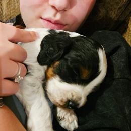 Tex - Tri-color male Cavapoo puppy in Underwood, Minnesota from Tru Cuddle Pups
